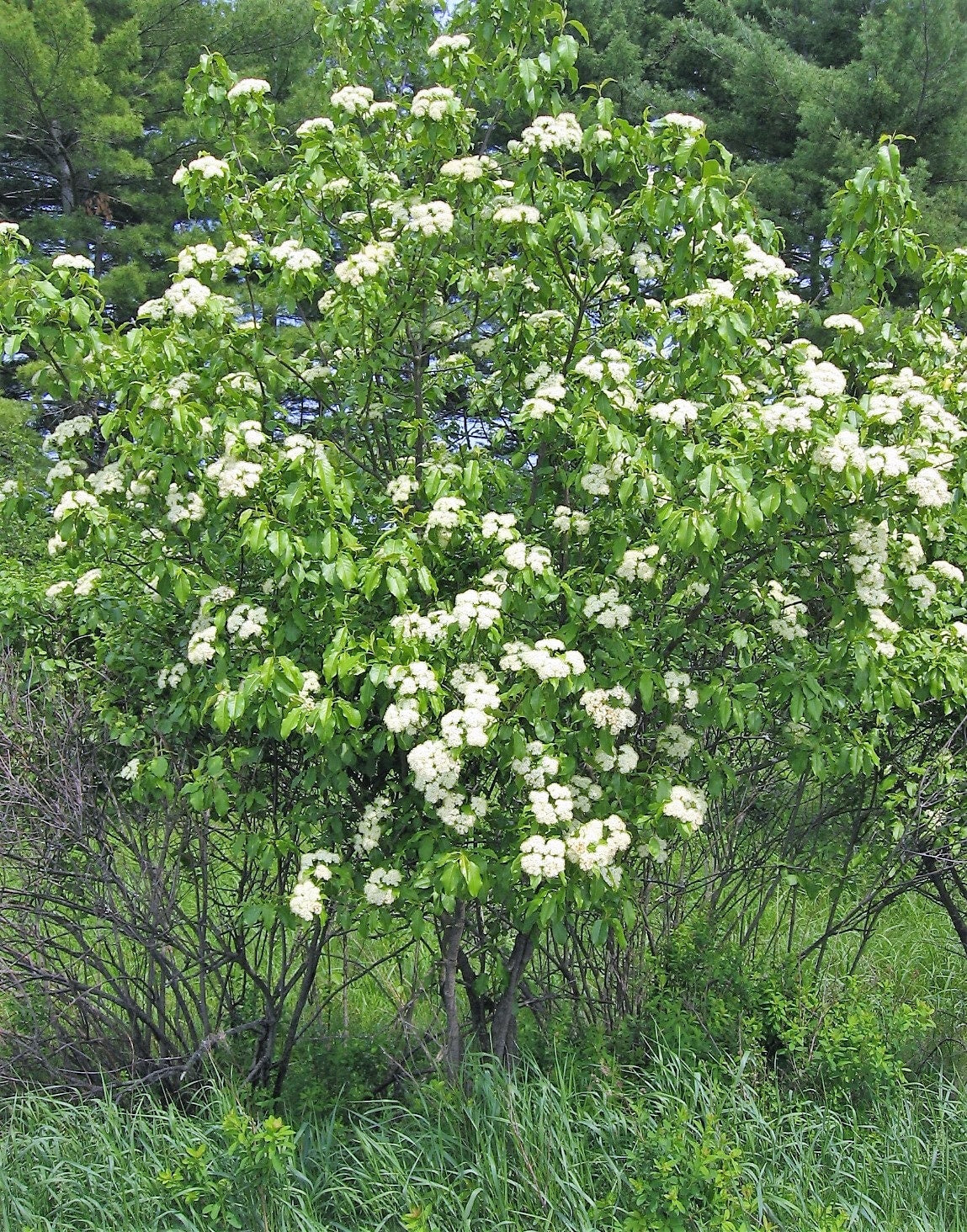 20 NANNYBERRY SWEET VIBURNUM Lentago Shrub Tree Blue Black Berry Fruit White Flower Seeds