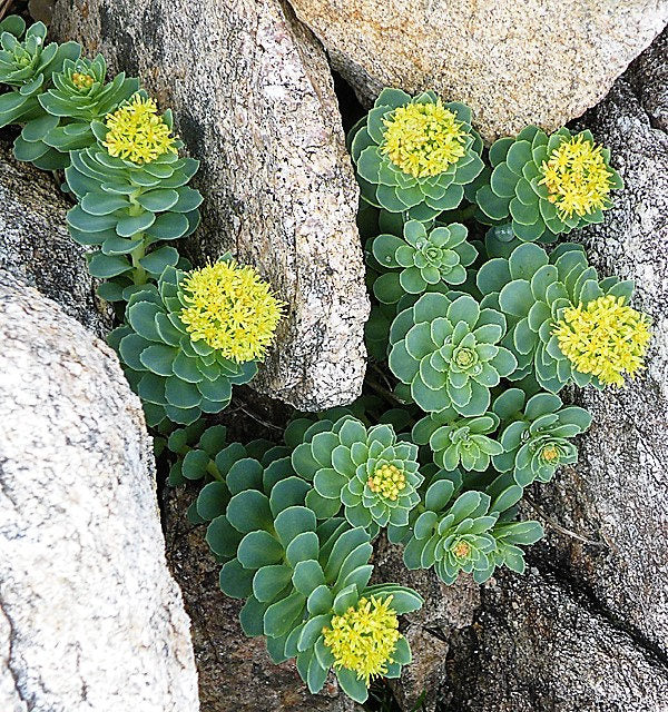 Common Roseroot 25 ROSEROOT STONECROP Golden Rose Root Sedum Rhodiola Rosea Yellow Suc ...
