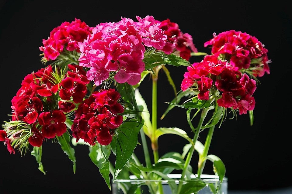 500 MIXED Colors SWEET WILLIAM Dianthus Barbatus Color Mix Red White Pink Bicolor Flower Seeds