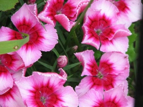 500 MIXED Colors SWEET WILLIAM Dianthus Barbatus Color Mix Red White Pink Bicolor Flower Seeds
