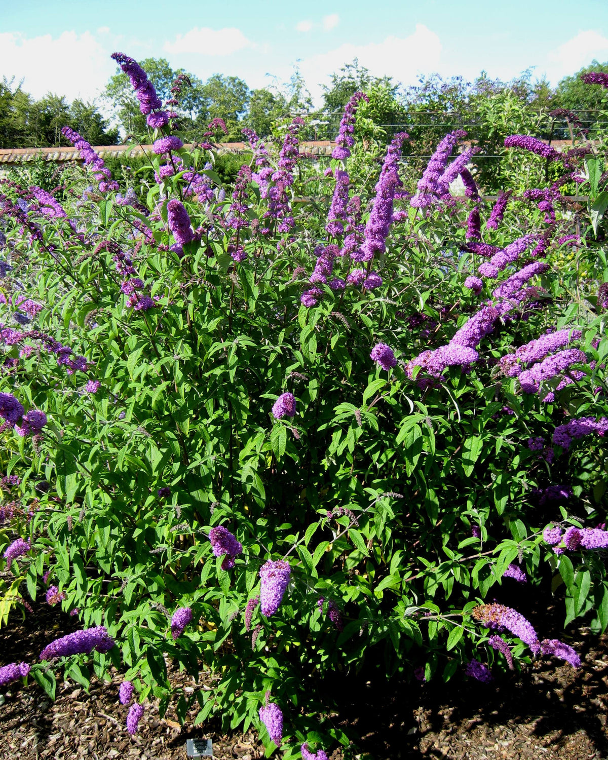 50 Dark PURPLE BUTTERFLY BUSH Buddleia Davidii Hummingbird Shrub Fragr ...
