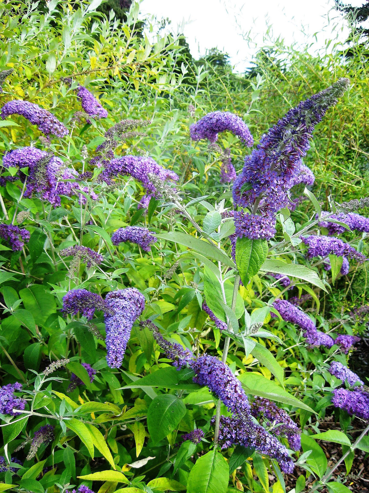 50 Dark PURPLE BUTTERFLY BUSH Buddleia Davidii Hummingbird Shrub Fragr ...