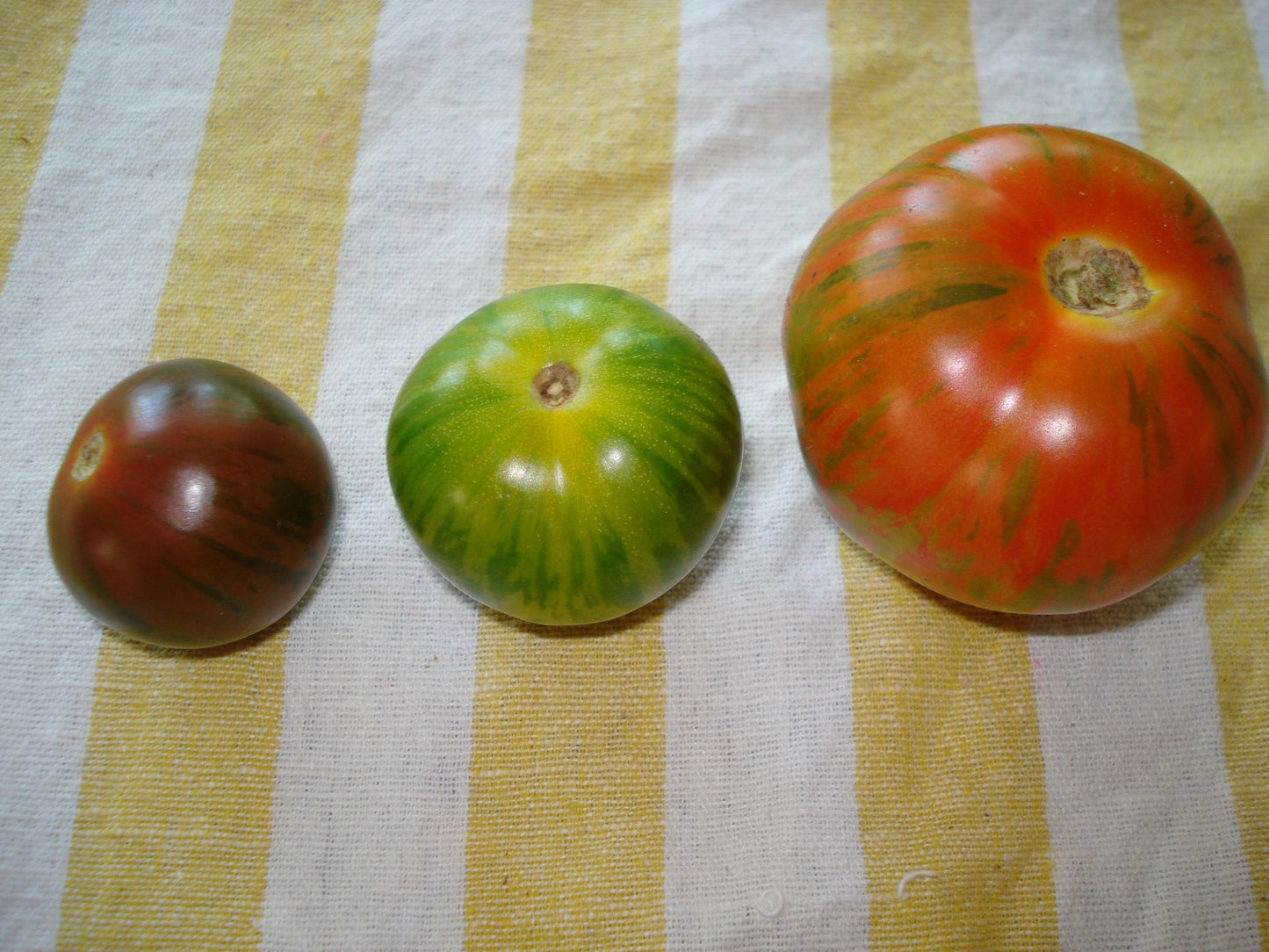 50 CHOCOLATE STRIPES TOMATO Brown with Green Lycopersicon Fruit Vegetable Seeds
