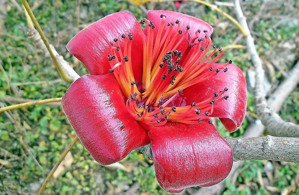 10 RED SILK COTTON Tree Bombax Ceiba Kapok Tropical Flower Seeds ...