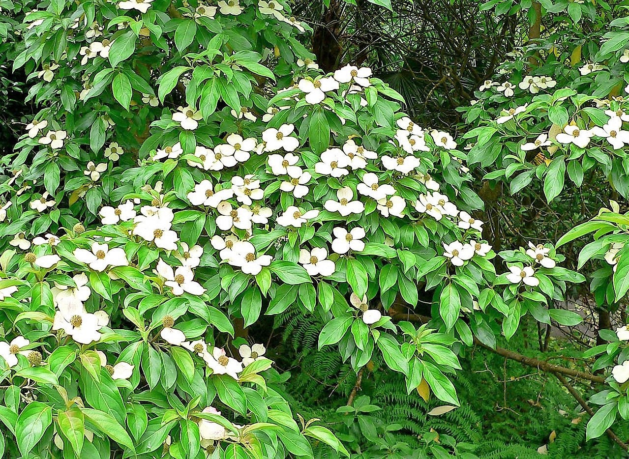 20 HIMALAYAN DOGWOOD / STRAWBERRY Tree Cornus Capitata White & Pink Flower Red Fruit Seeds