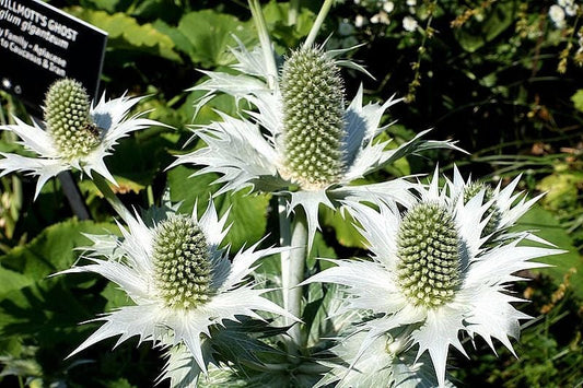 10 Giant SILVER SEA HOLLY Eryngium Giganteum Miss Willmott's Ghost Flower Seeds