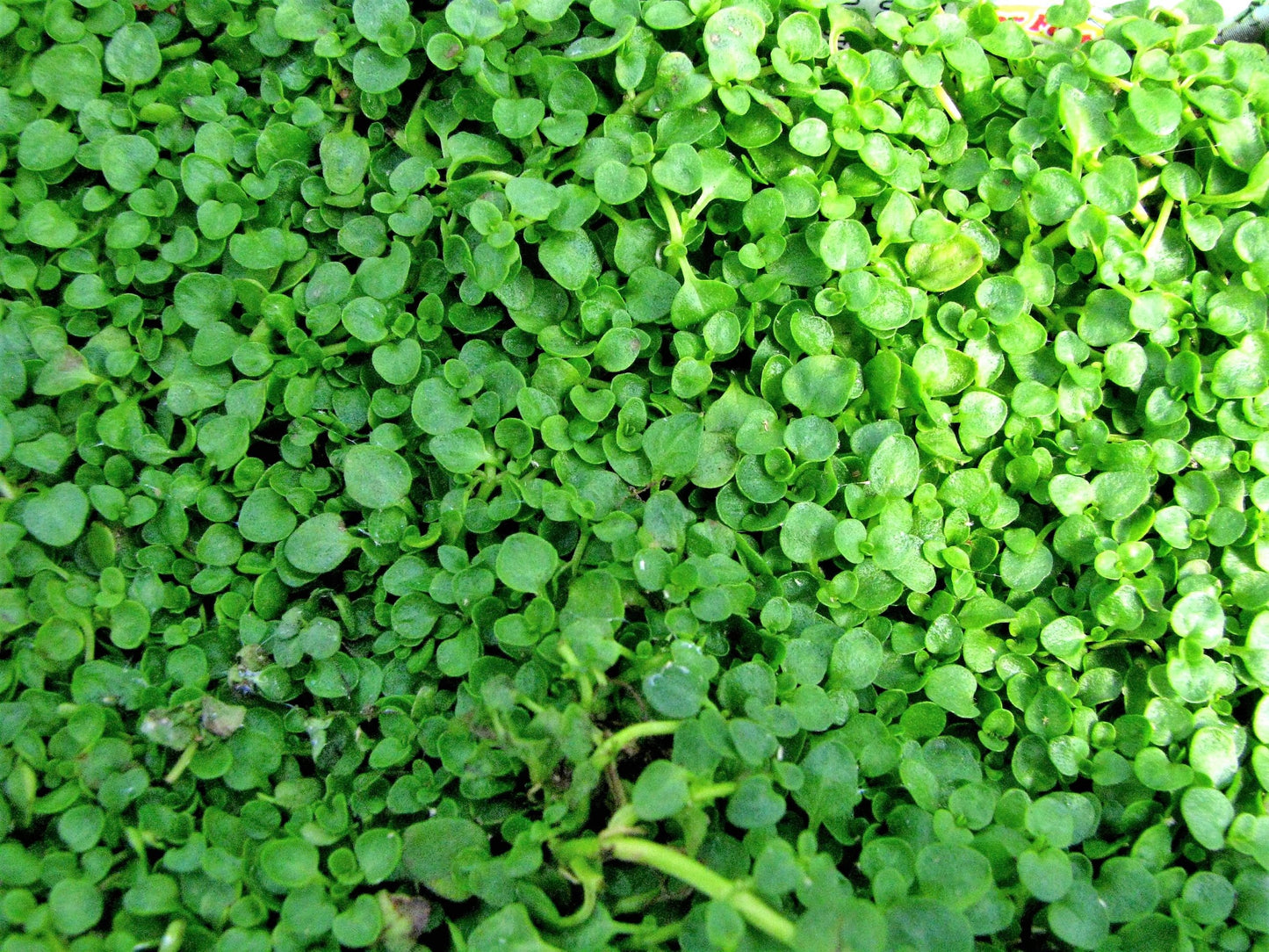 1000 Bulk CORSICAN MINT Mentha Requienii Herb Fragrant Ground Cover Flower Seeds