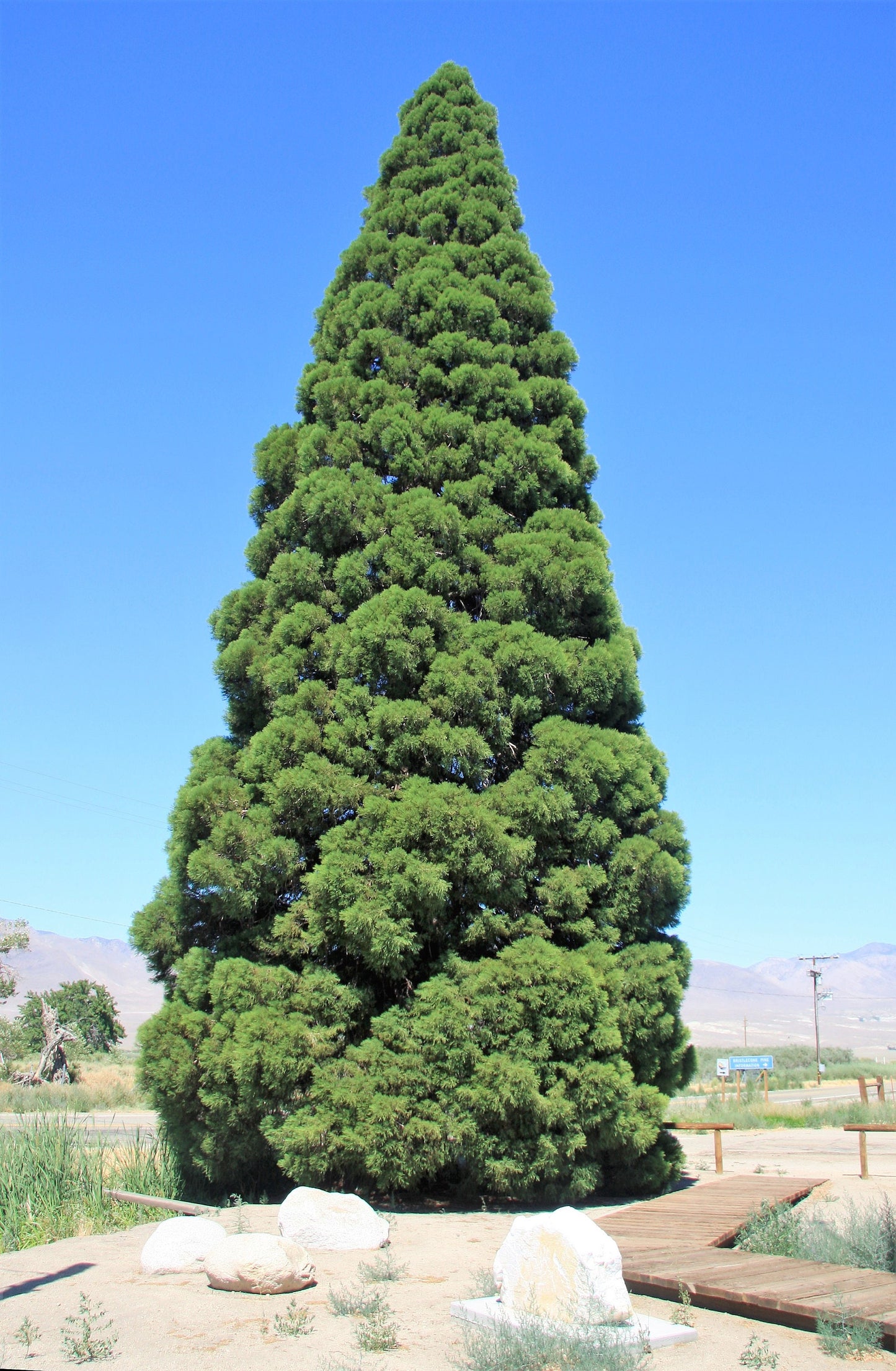 40 GIANT SEQUOIA Sequoiadendron Giganteum Sierra Redwood Tree Seeds