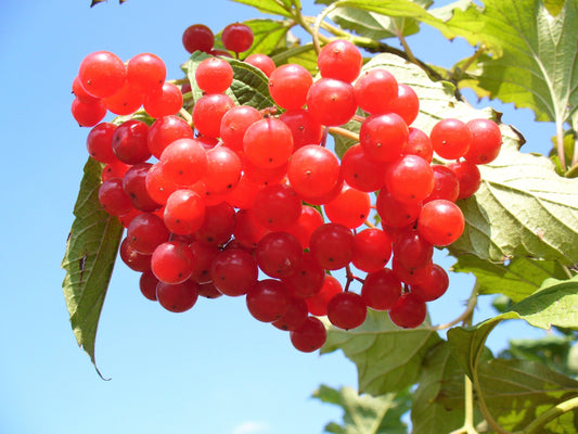 20 AMERICAN HIGHBUSH CRANBERRY Viburnum Trilobum Red Fruit White Flower Shrub Seeds