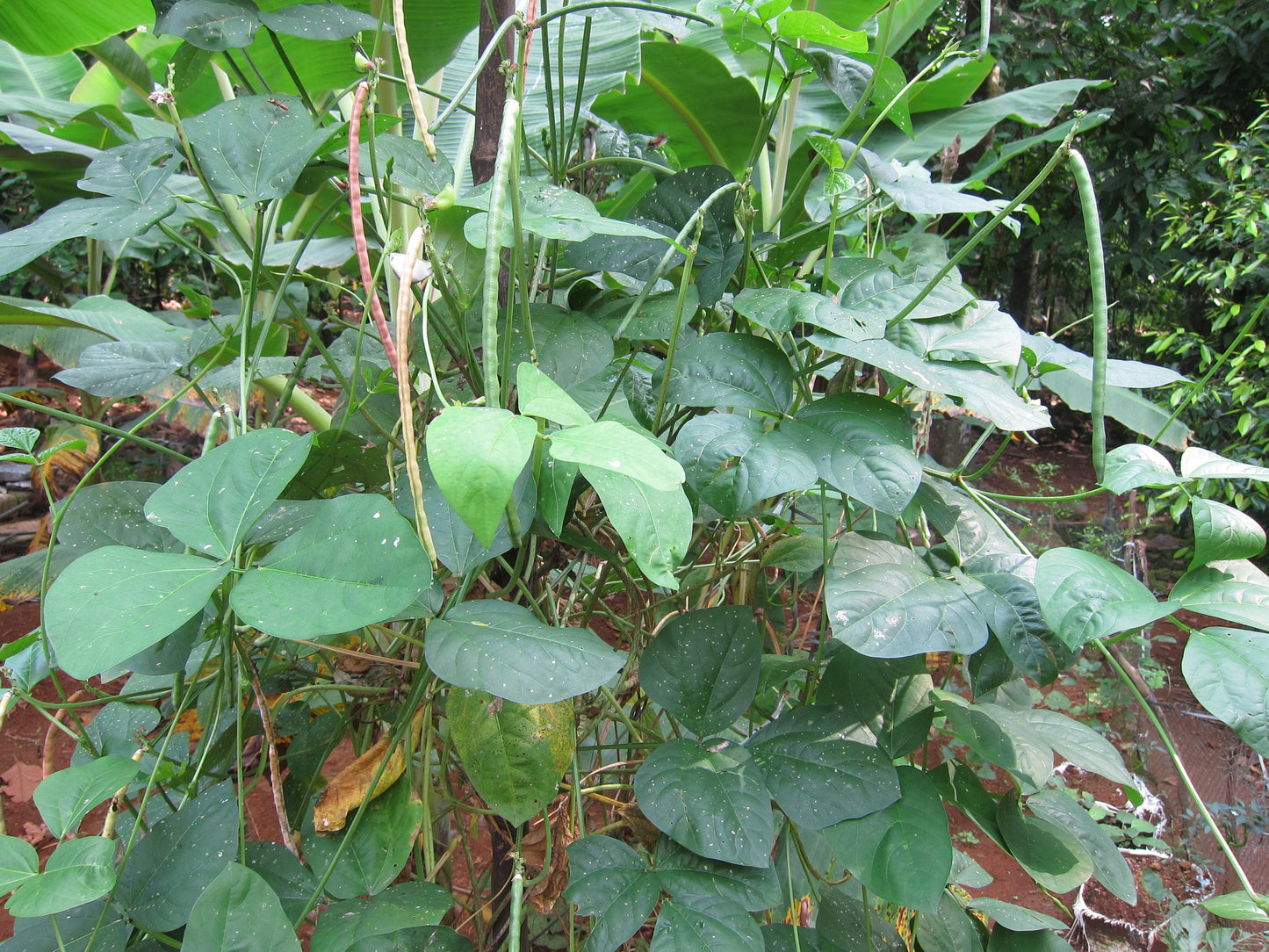 50 IRON CLAY COWPEA Food Plot Forage Vigna Unguiculata Cow Pea Bean Legume Seeds