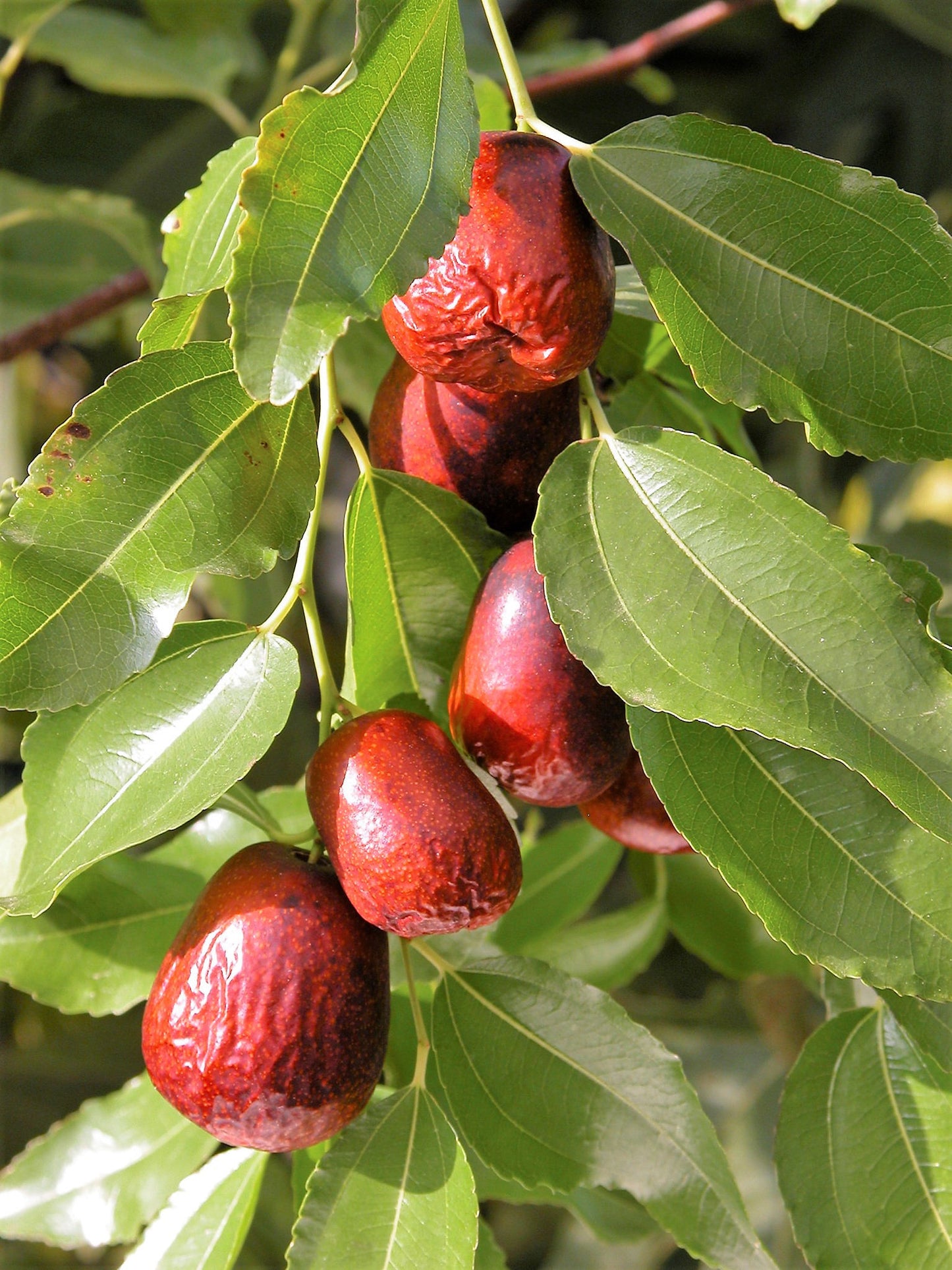 20 ASIAN DATE Jujube Ziziphus Spinosa Common Chinese Tsao Red Fruit Tree Seeds