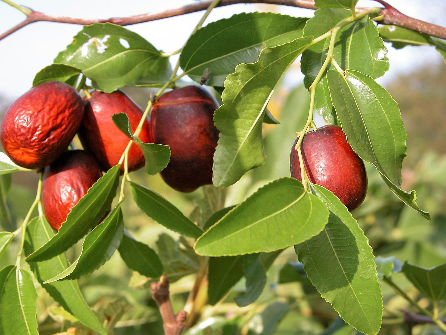20 ASIAN DATE Jujube Ziziphus Spinosa Common Chinese Tsao Red Fruit Tree Seeds
