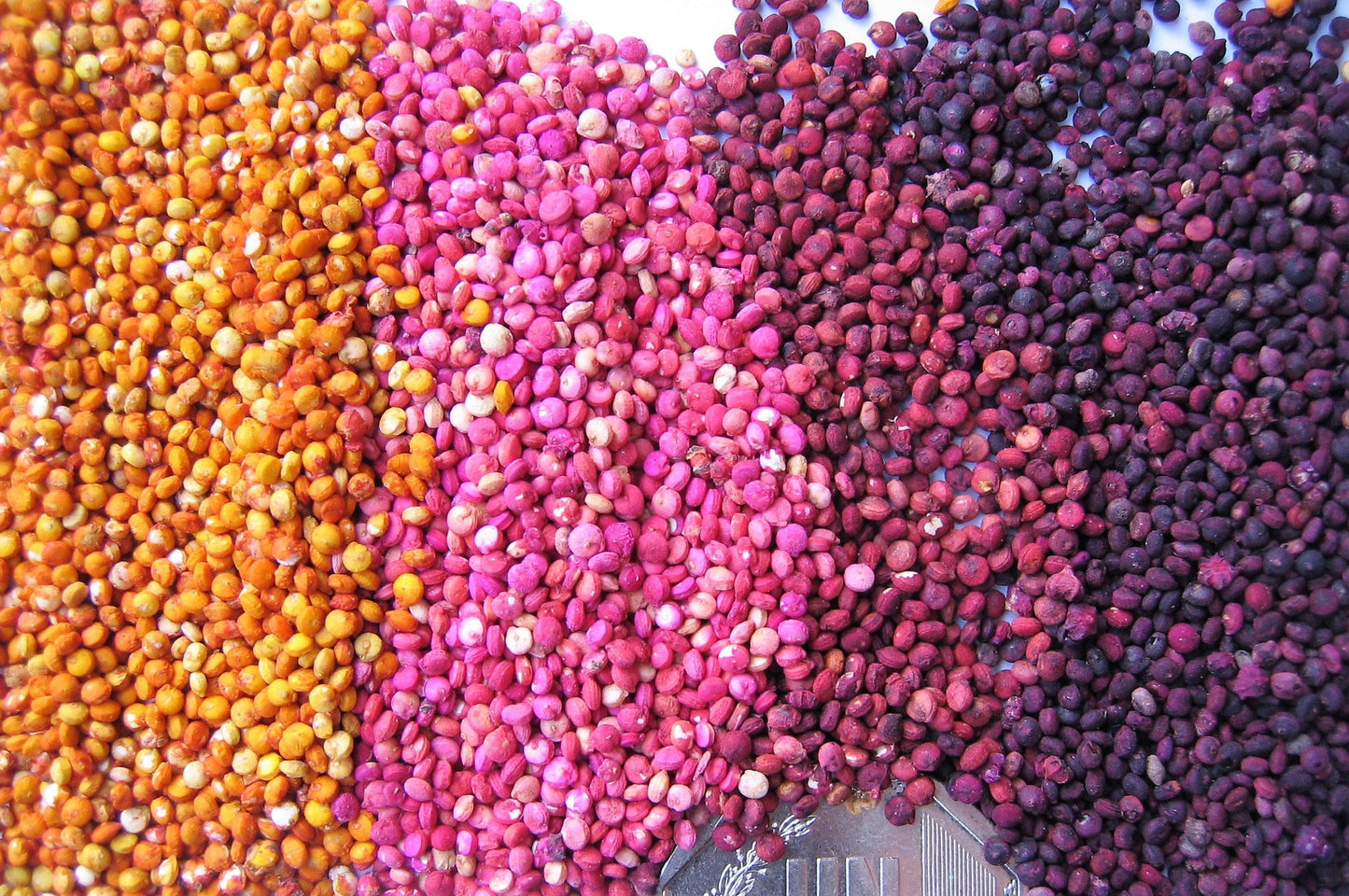 100 Organic BRILLIANT RAINBOW QUINOA Mix Mixed Colors Chenopodium Grain Greens Vegetable Seeds