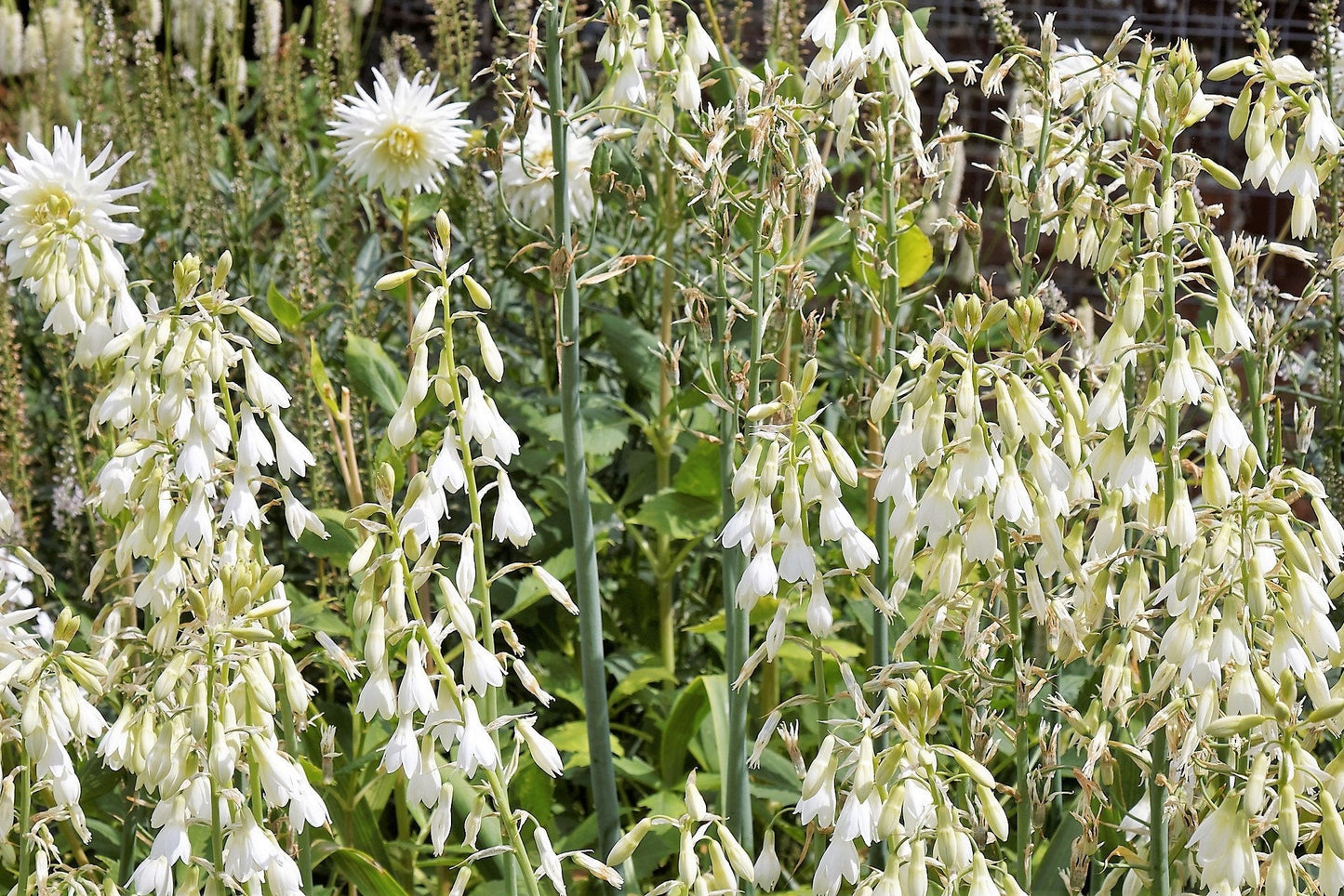 10 WHITE AFRICAN HYACINTH aka Cape or Giant Summer / Spire Lily - Ornithogalum Candicans / Galtonia / Hyacinthus Flower Seeds