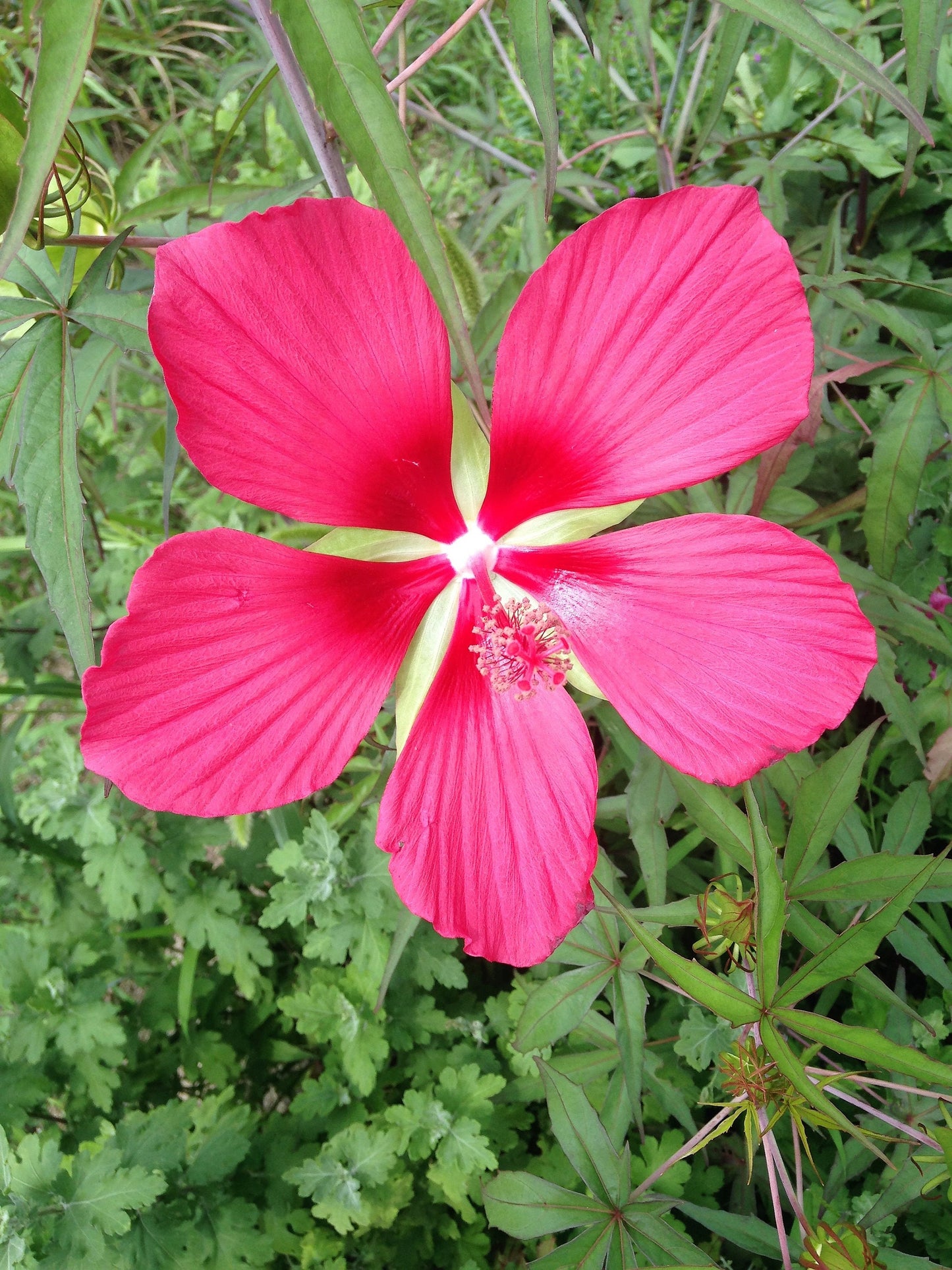 10 Red TEXAS STAR HIBISCUS Coccineus Scarlet Rosemallow Flower Seeds