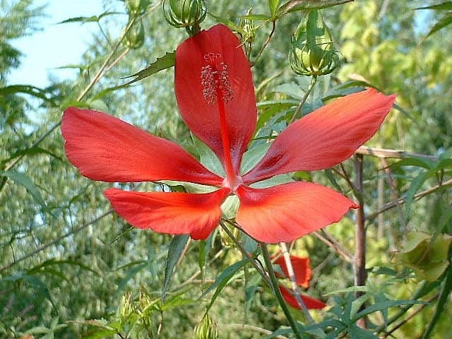 10 Red TEXAS STAR HIBISCUS Coccineus Scarlet Rosemallow Flower Seeds
