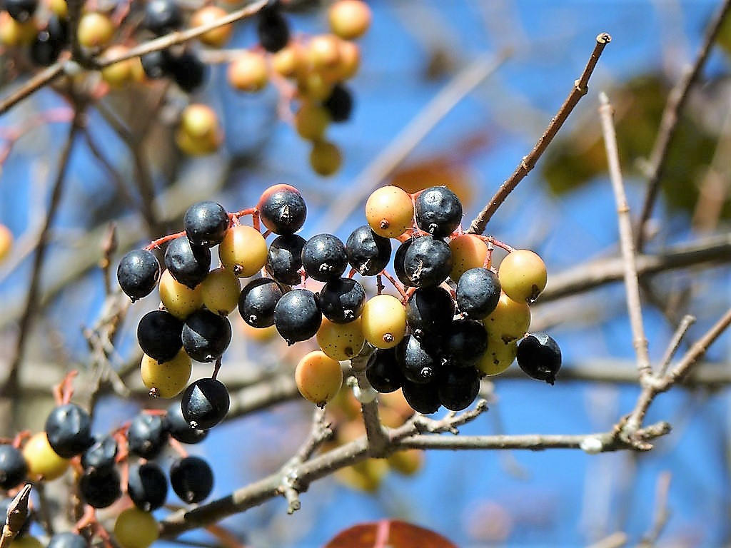 20 NANNYBERRY SWEET VIBURNUM Lentago Shrub Tree Blue Black Berry Fruit White Flower Seeds