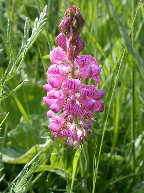 50 PINK SAINFOIN Common Onobrychis Viciifolia Holy Clover Legume Ground Cover Forage Flower Seeds