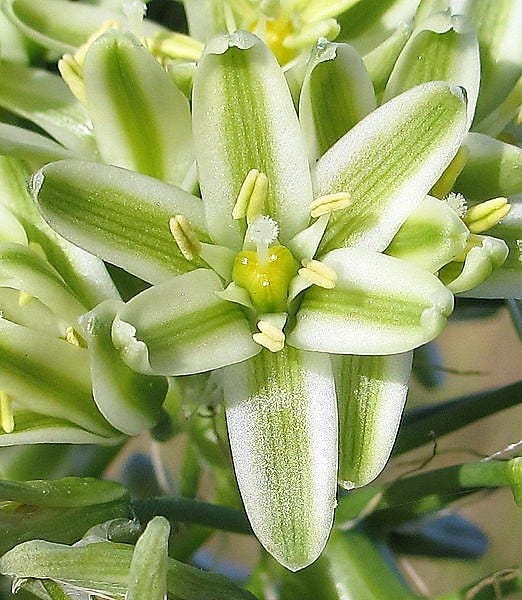 20 PREGNANT ONION SEEDS aka False Sea Onion Lily Ornithogalum Caudatum Flower Good Houseplant