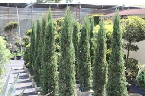 20 MEDITERRANEAN CYPRESS TREE Italian Pencil Pine Cedar Cupressus Sempervirens Stricta Seeds