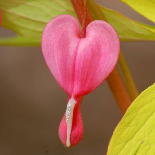 10 BLEEDING HEART - PINK Old Fashioned Dicentra Formosa Shade Flower Seeds