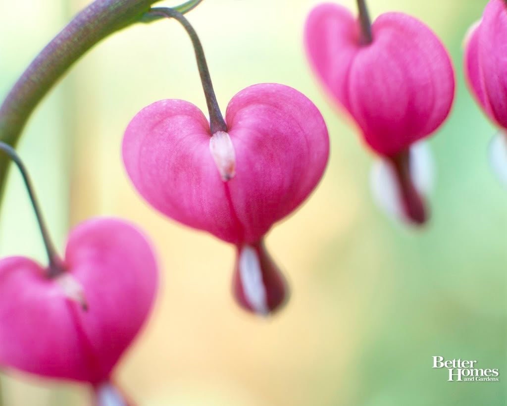 10 BLEEDING HEART - PINK Old Fashioned Dicentra Formosa Shade Flower Seeds