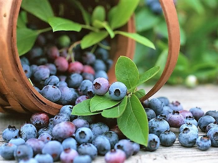 50 Northern HIGHBUSH BLUEBERRY BUSH Vaccinium Fruit Shrub Blue Berry White Flower Seeds