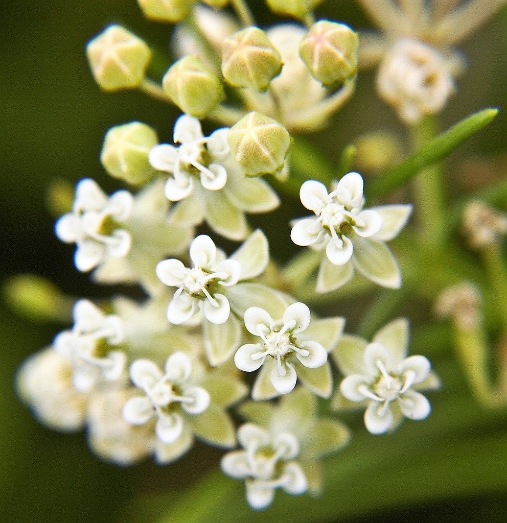 20 WHITE WORLED (Horesetail) MILKWEED Asclepias Verticillata Flower Seeds