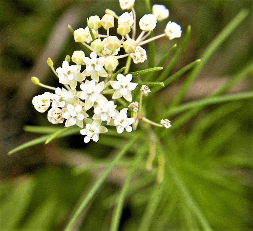 20 WHITE WORLED (Horesetail) MILKWEED Asclepias Verticillata Flower Seeds