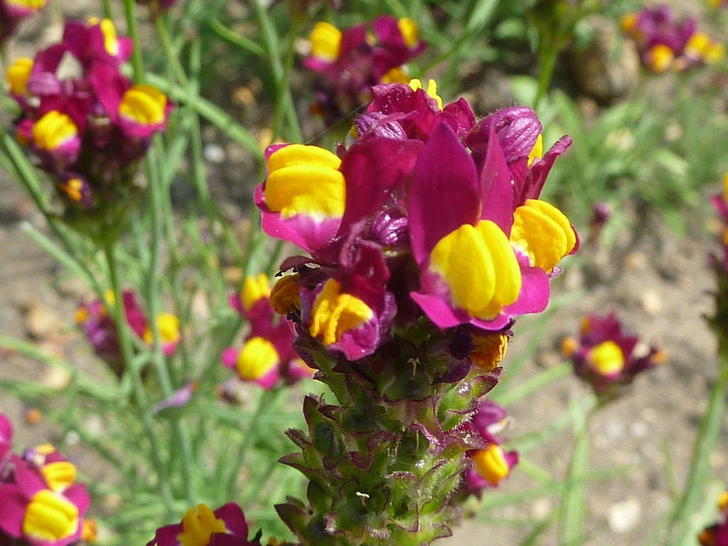 500 FLAMENCO LINARIA Reticulata Scarlet Red & Yellow Flower Seeds