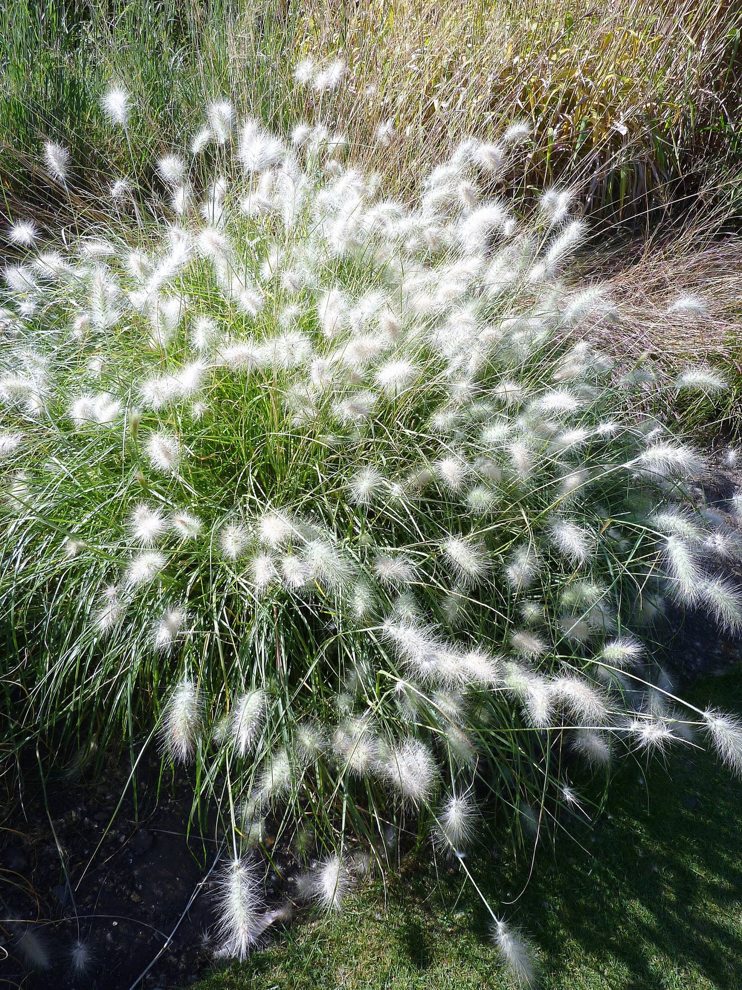 30 WHITE FOUNTAIN GRASS Pennisetum Villosum Ornamental Flower Seeds