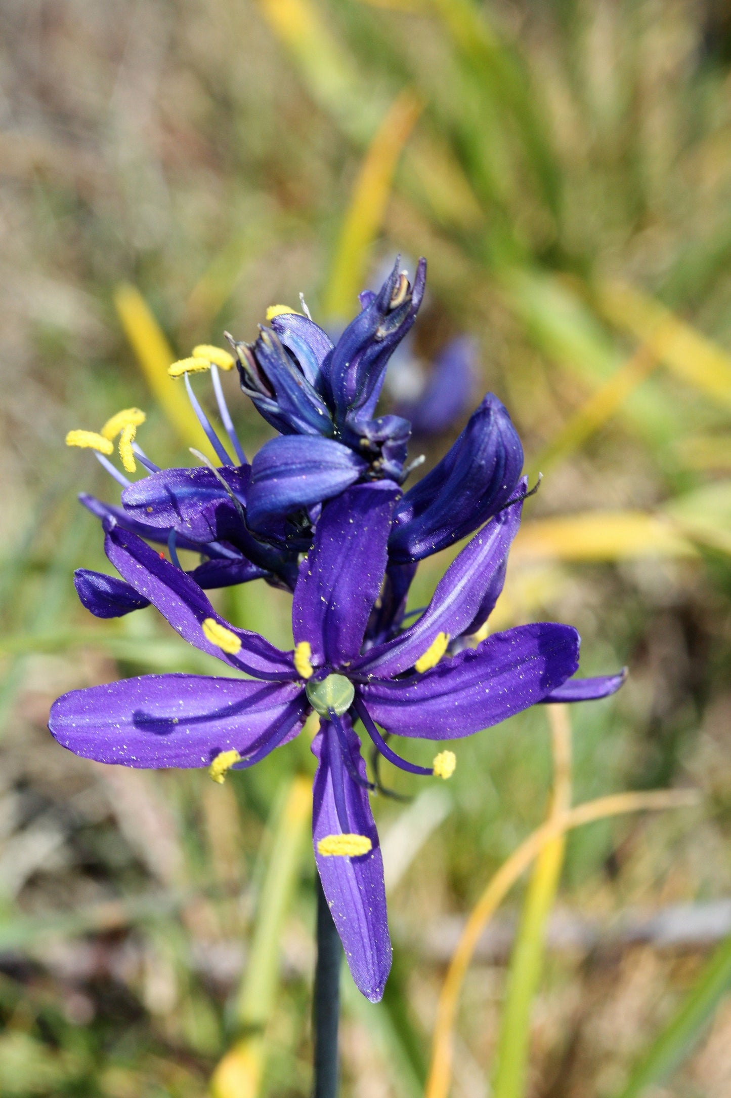 30 BLUE CAMAS Camass Lily Wild Indian Hyacinth Camassia Quamash Flower Herb Seeds