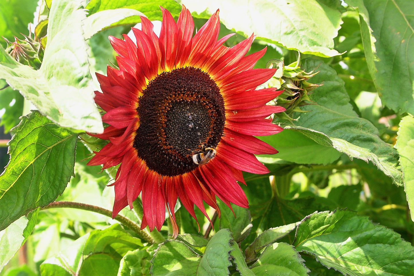 25 CHOCOLATE CHERRY SUNFLOWER Helianthus Annuus Red & Brown Flower Seeds