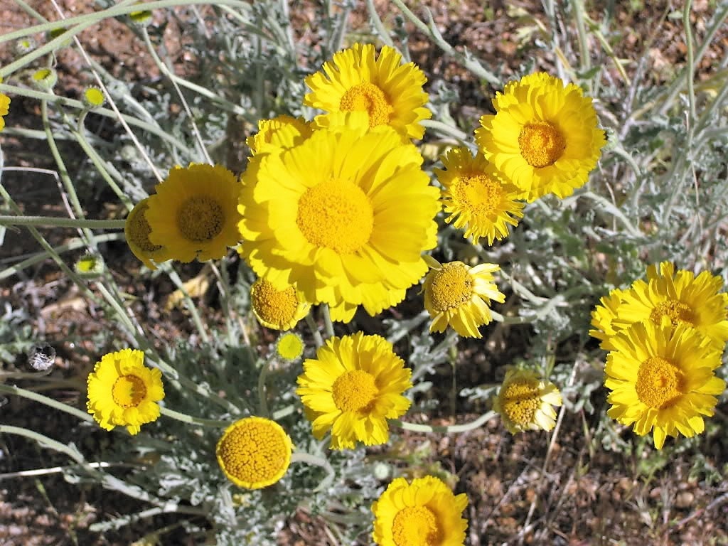 500 Yellow DESERT MARIGOLD Baileya Multiradiata Showy Drought Paper Daisy Flower Herb Seeds