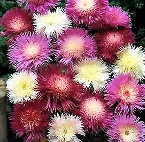 500 MIXED SWEET SULTAN Imperialis Mix Amberboa Moschata Centaurea Flower Seeds - Pink, Rose, Lilac, Purple, Mauve, White, & Yellow