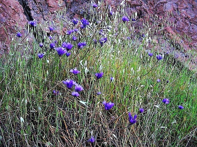 30 WILD BLUE HYACINTH Dichelostemma Blue Dicks Purplehead Brodiaea Brodiea Native Hummingbird Flower Seeds