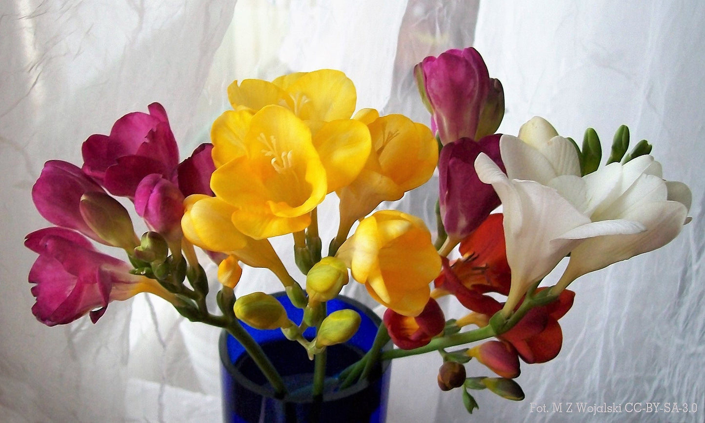 5 ROYAL CHAMPION Mix FREESIA Mixed Colors Pink Blue Purple Yellow Red Orange Flower Seeds