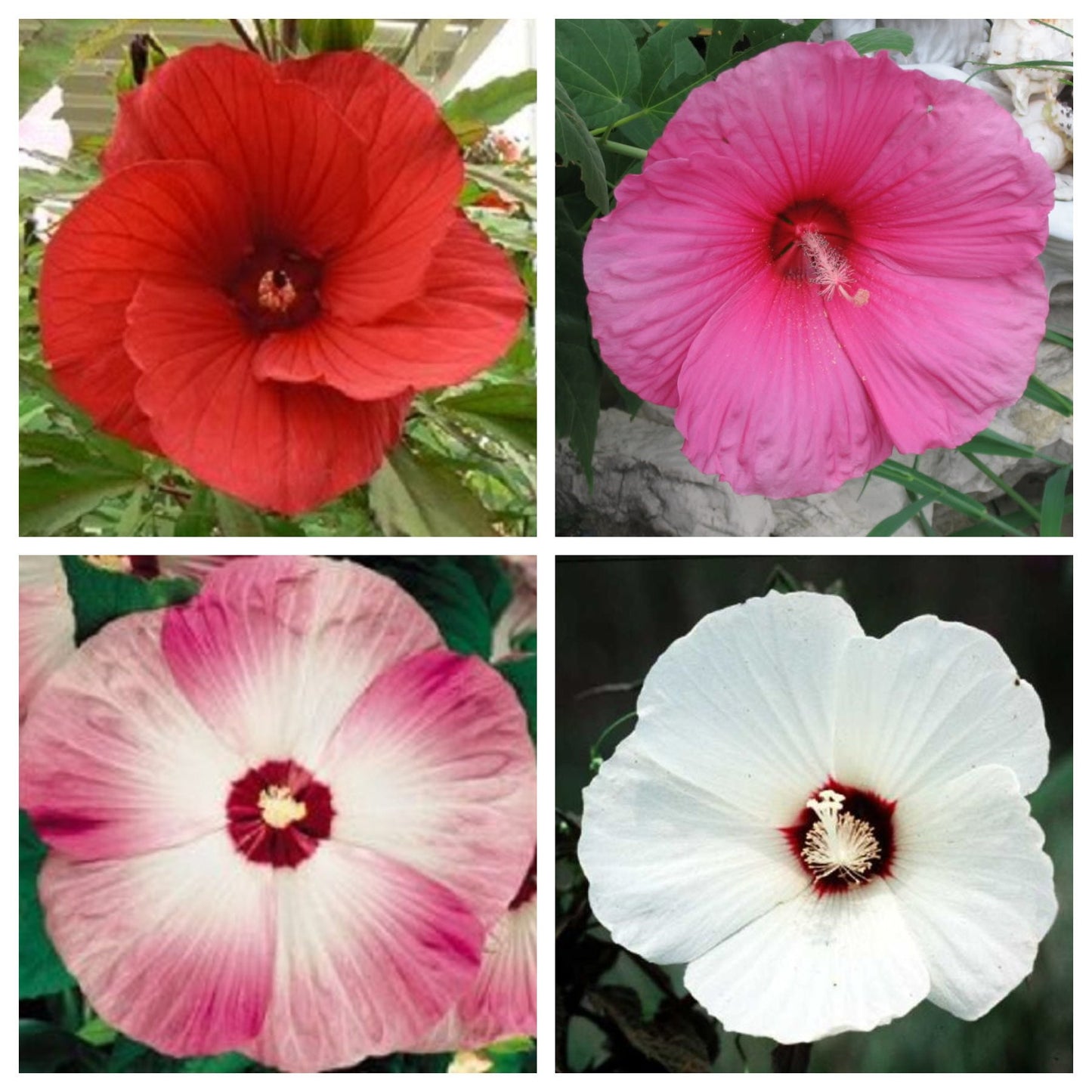 25 MIXED LUNA HIBISCUS Moscheutos Hardy Mixed Colors - Red, Hot Pink, Pink & White Swirl, and White Flower Seeds