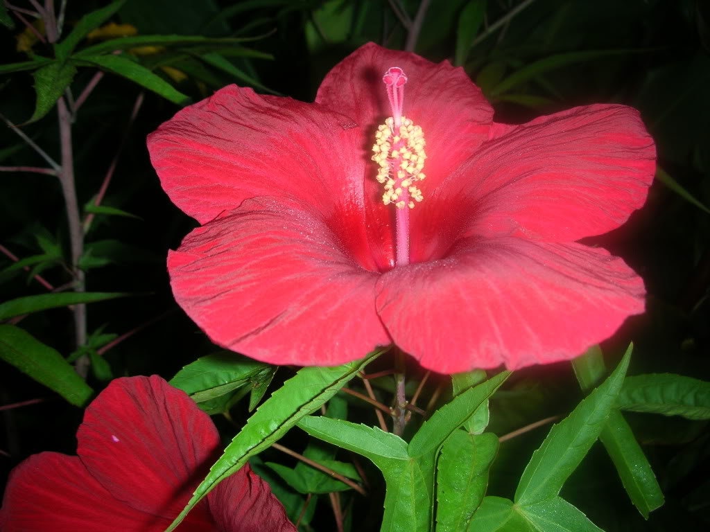 Luna Pink Swirl Hardy Hibiscus 30 Seeds Pre Stratified Luna Pink Swirl Hardy Hibiscus 30 Seeds Pre Stratified