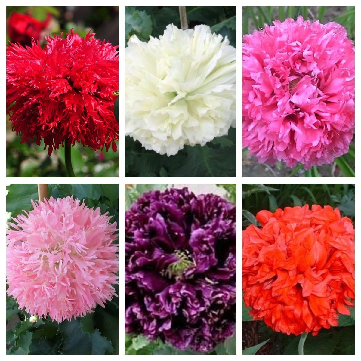 Poppy Mixture 250 Organic PEONY POPPY MIX Papaver Paeoniflorum Mixed Colors Red, Whi ...