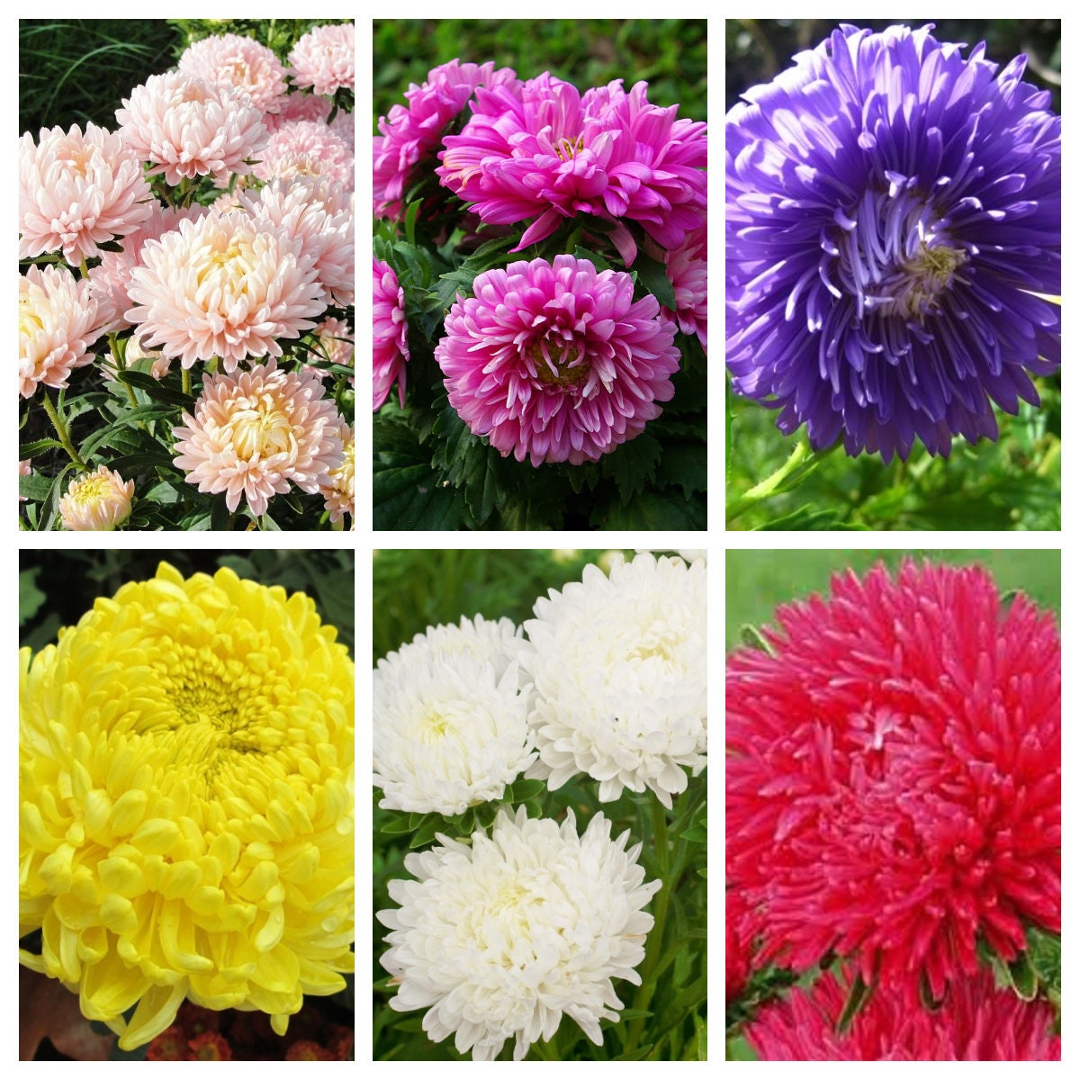 30 MIXED PAEONY ASTER Callistephus Peony Red Pink White Blue Purple Yellow Coral Apricot French Flower Seeds