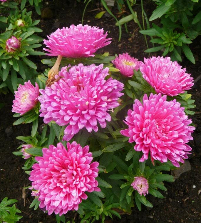 30 MIXED PAEONY ASTER Callistephus Peony Red Pink White Blue Purple Yellow Coral Apricot French Flower Seeds