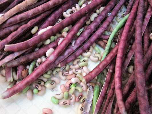 25 RED NOODLE BEAN Yard Long Asparagus Bean Chinese Phaseolus Vulgaris Legume Vegetable Seeds