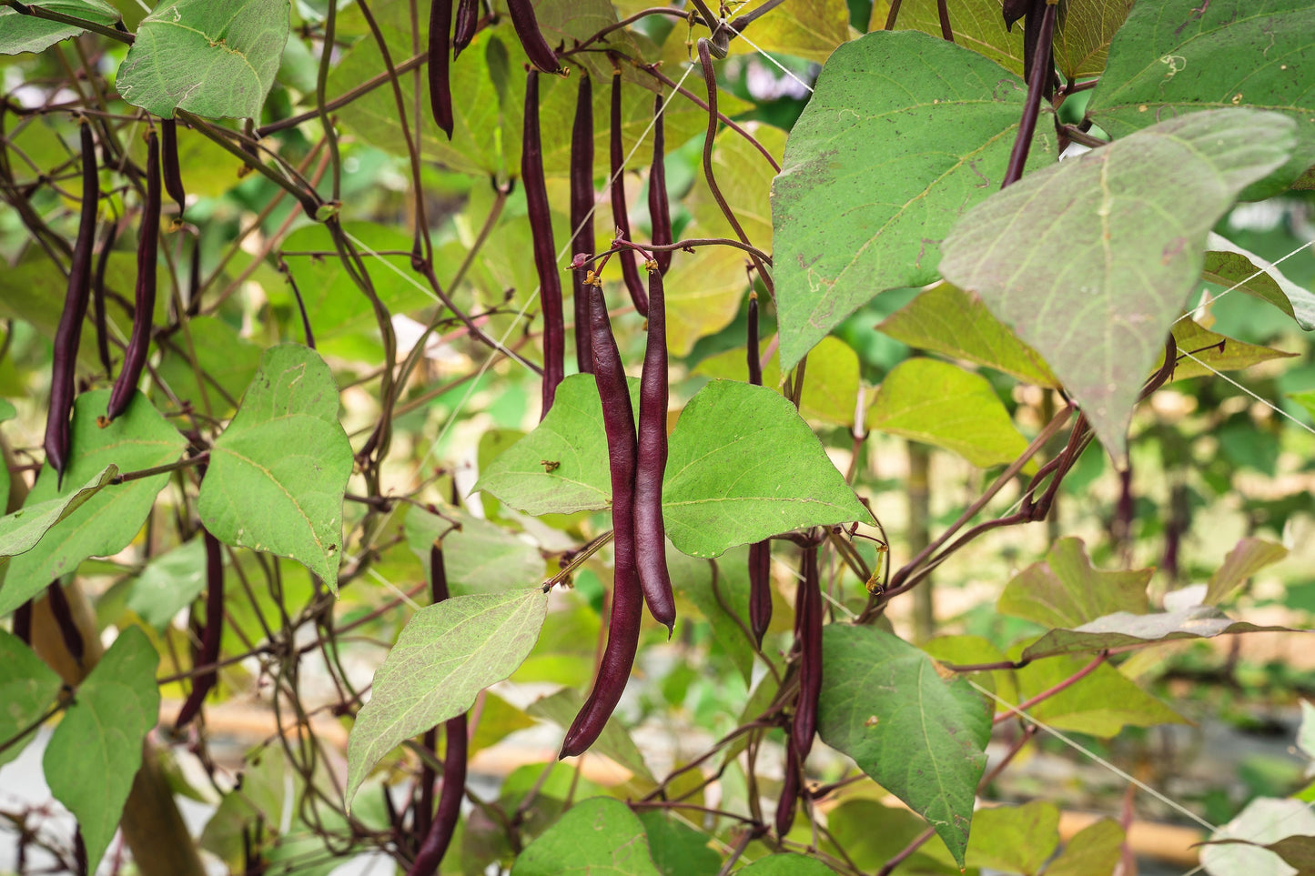 25 RED NOODLE BEAN Yard Long Asparagus Bean Chinese Phaseolus Vulgaris Legume Vegetable Seeds