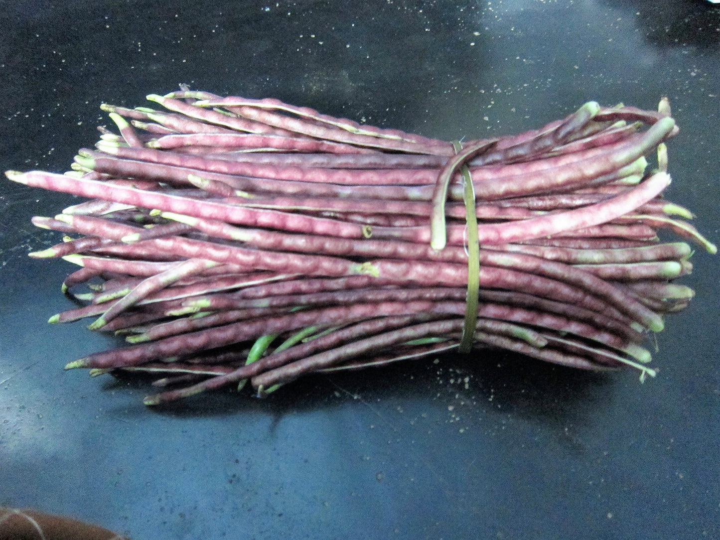 25 RED NOODLE BEAN Yard Long Asparagus Bean Chinese Phaseolus Vulgaris Legume Vegetable Seeds