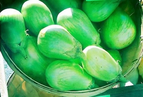 50 Green AO DAIMARU EGGPLANT Solanum Melongena Japanese Asian Aubergine Fruit Vegetable Seeds