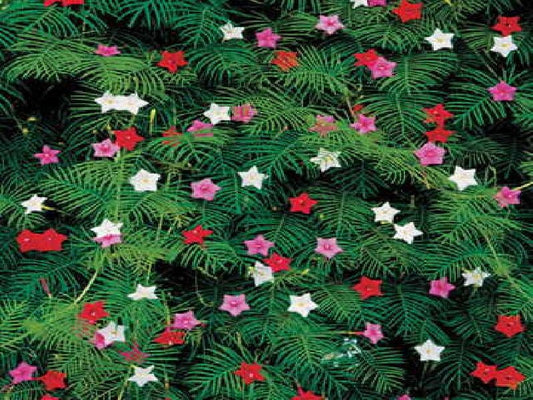 50 CYPRESS VINE MIX Ipomoea Quamoclit Convolvulus Hummingbird Star Morning Glory Cardinal Creeper Flower Seeds - Mixed Colors Red Pink White