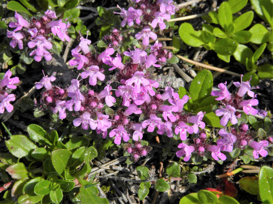 100 MOTHER OF THYME aka Lemon Broadleaved Large Thyme Thymus Pulegioides Herb Pink Flower Seeds