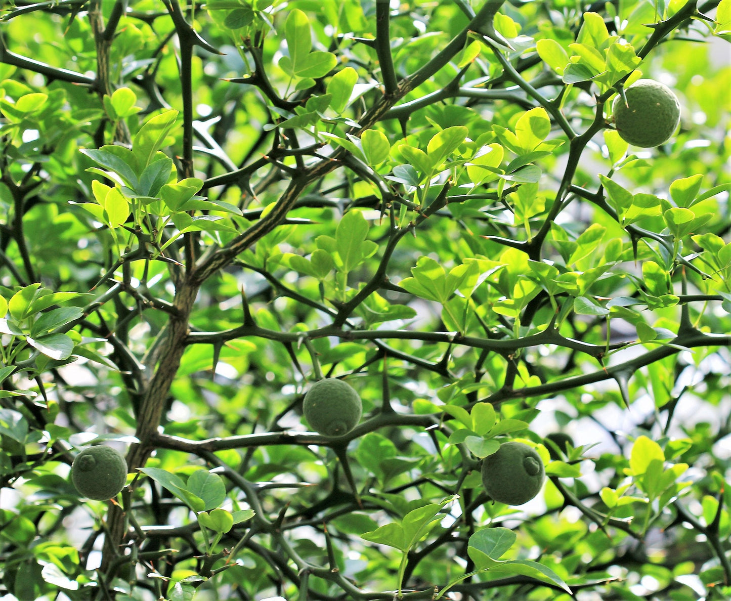 5 HARDY ORANGE TREE Trifoliate Citrus Trifoliata Poncirus Fruit White Flower Seeds