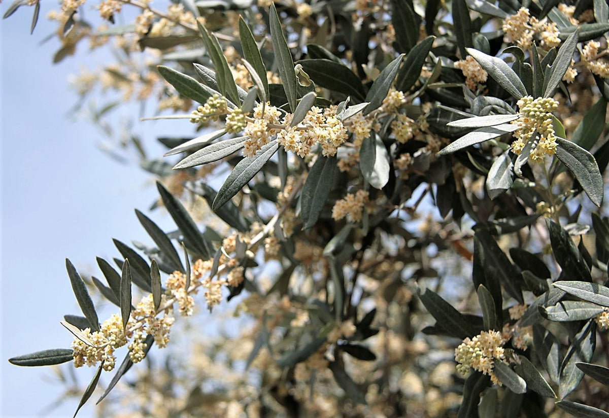 Buy Canino Olive Tree Seeds - Olea Europaea Edible Green & Black Olives Buy Canino Olive Tree Seeds - Olea Europaea Edible Green & Black Olives